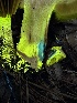 ( - FDS-CA-01653)  @11 [ ] c (2024) Rudy Diaz Fungal Diversity Survey