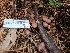  (Paragymnopus sp. CA01 - FDS-CA-04204)  @11 [ ] by-nc (2024) Fresno Mycology Society Fungal Diversity Survey