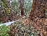  ( - FDS-CA-04204)  @11 [ ] by-nc (2024) Fresno Mycology Society Fungal Diversity Survey
