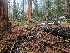  ( - FDS-CA-04205)  @11 [ ] by-nc (2024) Fresno Mycology Society Fungal Diversity Survey