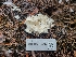  ( - FDS-CA-04207)  @11 [ ] by-nc (2024) Fresno Mycology Society Fungal Diversity Survey