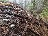 ( - FDS-CA-04207)  @11 [ ] by-nc (2024) Fresno Mycology Society Fungal Diversity Survey
