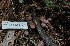  ( - FDS-CA-04204)  @11 [ ] by-nc (2024) Fresno Mycology Society Fungal Diversity Survey