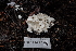  ( - FDS-CA-04207)  @11 [ ] by-nc (2024) Fresno Mycology Society Fungal Diversity Survey