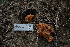  ( - FDS-CA-04210)  @11 [ ] by-nc (2024) Fresno Mycology Society Fungal Diversity Survey