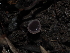  ( - FDS-CA-03384)  @11 [ ] by (2024) Justin Paulin Fungal Diversity Survey
