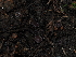  (Malvipezia - FDS-CA-03384)  @11 [ ] by (2024) Justin Paulin Fungal Diversity Survey