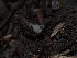  ( - FDS-CA-03384)  @11 [ ] by (2024) Justin Paulin Fungal Diversity Survey