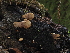  ( - FDS-CA-03383)  @11 [ ] by (2024) Justin Paulin Fungal Diversity Survey