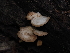  ( - FDS-CA-03383)  @11 [ ] by (2024) Justin Paulin Fungal Diversity Survey