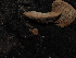  ( - FDS-CA-03383)  @11 [ ] by (2024) Justin Paulin Fungal Diversity Survey