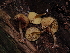  ( - FDS-CA-03397)  @11 [ ] by (2024) Justin Paulin Fungal Diversity Survey