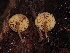  ( - FDS-CA-03397)  @11 [ ] by (2024) Justin Paulin Fungal Diversity Survey