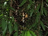  ( - FDS-CA-03382)  @11 [ ] by (2024) Justin Paulin Fungal Diversity Survey