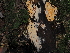  ( - FDS-CA-03382)  @11 [ ] by (2024) Justin Paulin Fungal Diversity Survey