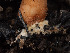  ( - FDS-CA-03681)  @11 [ ] by-nc (2024) Stu Pickell Fungal Diversity Survey