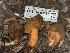  (Verpa sp. CA02 - FDS-CA-03681)  @11 [ ] by-nc (2024) Stu Pickell Fungal Diversity Survey