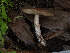  ( - FDS-CA-03682)  @11 [ ] by-nc (2024) Stu Pickell Fungal Diversity Survey