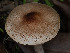  ( - FDS-CA-03682)  @11 [ ] by-nc (2024) Stu Pickell Fungal Diversity Survey