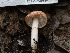  (Lepiota sp. CA16 - FDS-CA-03685)  @11 [ ] by-nc (2024) Stu Pickell Fungal Diversity Survey