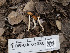  (Conocybe sp. CA17 - FDS-CA-03686)  @11 [ ] by-nc (2024) Stu Pickell Fungal Diversity Survey
