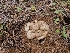  ( - FDS-CA-04214)  @11 [ ] by-nc (2024) Fresno Mycology Society Fungal Diversity Survey