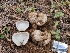  ( - FDS-CA-04214)  @11 [ ] by-nc (2024) Fresno Mycology Society Fungal Diversity Survey
