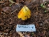  ( - FDS-CA-04215)  @11 [ ] by-nc (2024) Fresno Mycology Society Fungal Diversity Survey