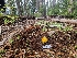  ( - FDS-CA-04215)  @11 [ ] by-nc (2024) Fresno Mycology Society Fungal Diversity Survey