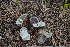  ( - FDS-CA-04214)  @11 [ ] by-nc (2024) Fresno Mycology Society Fungal Diversity Survey