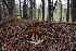  ( - FDS-CA-04217)  @11 [ ] by-nc (2024) Fresno Mycology Society Fungal Diversity Survey