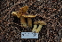  ( - FDS-CA-04217)  @11 [ ] by-nc (2024) Fresno Mycology Society Fungal Diversity Survey