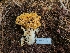  (Ramaria sp. PNW28 - FDS-CA-04219)  @11 [ ] by-nc (2024) Fresno Mycology Society Fungal Diversity Survey