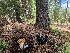  ( - FDS-CA-04219)  @11 [ ] by-nc (2024) Fresno Mycology Society Fungal Diversity Survey