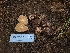  ( - FDS-CA-04223)  @11 [ ] by-nc (2024) Fresno Mycology Society Fungal Diversity Survey