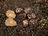  ( - FDS-CA-04223)  @11 [ ] by-nc (2024) Fresno Mycology Society Fungal Diversity Survey