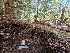  ( - FDS-CA-04223)  @11 [ ] by-nc (2024) Fresno Mycology Society Fungal Diversity Survey