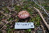 ( - FDS-CA-04224)  @11 [ ] by-nc (2024) Fresno Mycology Society Fungal Diversity Survey
