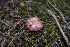  ( - FDS-CA-04224)  @11 [ ] by-nc (2024) Fresno Mycology Society Fungal Diversity Survey