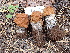  ( - FDS-CA-02333)  @11 [ ] by-nc (2024) Jaren Hockert Fungal Diversity Survey