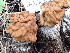  ( - FDS-CA-02333)  @11 [ ] by-nc (2024) Jaren Hockert Fungal Diversity Survey