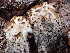 ( - FDS-CA-02333)  @11 [ ] by-nc (2024) Jaren Hockert Fungal Diversity Survey