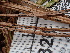  ( - FDS-CA-02328)  @11 [ ] by-nc (2024) Jaren Hockert Fungal Diversity Survey