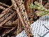  ( - FDS-CA-02328)  @11 [ ] by-nc (2024) Jaren Hockert Fungal Diversity Survey