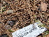  ( - FDS-CA-02328)  @11 [ ] by-nc (2024) Jaren Hockert Fungal Diversity Survey