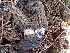  ( - FDS-CA-02380)  @11 [ ] by-nc (2024) Jaren Hockert Fungal Diversity Survey