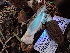  ( - FDS-CA-02380)  @11 [ ] by-nc (2024) Jaren Hockert Fungal Diversity Survey