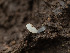  ( - FDS-CA-03745)  @11 [ ] by-nc (2024) Stu Pickell Fungal Diversity Survey