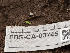  ( - FDS-CA-03745)  @11 [ ] by-nc (2024) Stu Pickell Fungal Diversity Survey