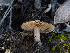  (Inocybe oetziana - FDS-CA-03758)  @11 [ ] by-nc (2024) Stu Pickell Fungal Diversity Survey